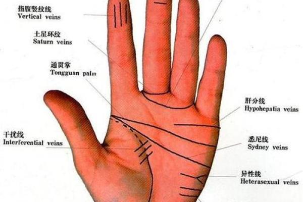 手相指纹算命图解