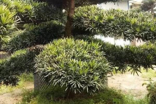 风水房子上长树