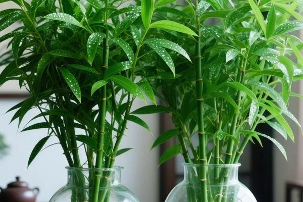 家居生活中风水植物与健康开运