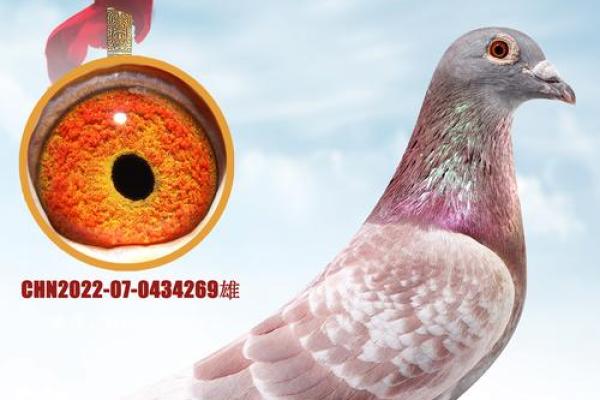 养鸽子与风水家庭和谐的源泉