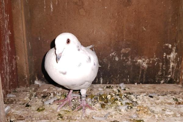 养鸽子与风水家庭和谐的源泉