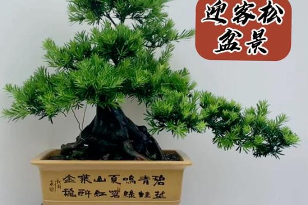 公司风水_办公室摆放迎客松盆景什么位置更佳
