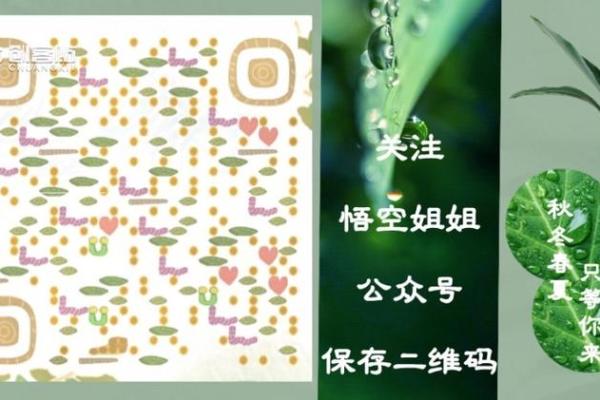 紫薇斗数羊驼夹 紫薇斗数羊驼夹