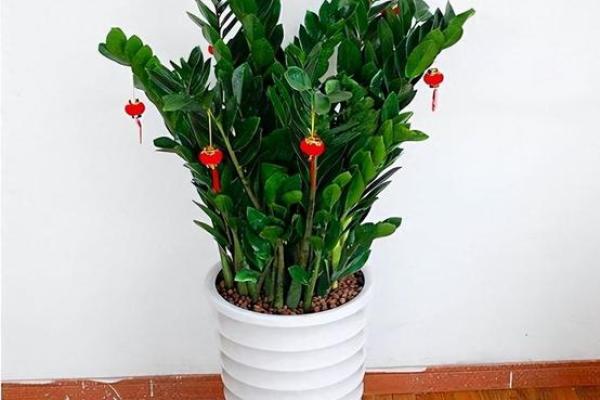 风水家里最旺财的三种树是什么