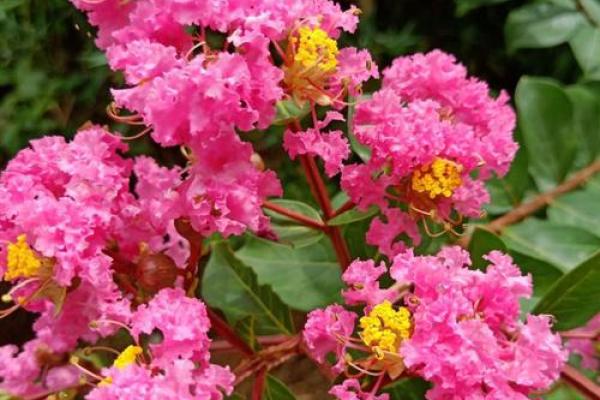 人人都适合有新年目标吗？那些紫薇主星设立目标反而会更糟？唐艺尹老师有趣的紫薇主星分析