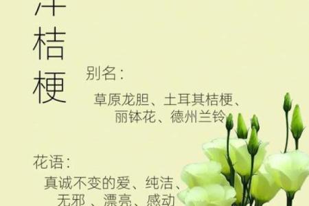 十二星座本命花花语,12星座专属花语