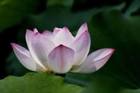 水墨先生紫薇斗数在线