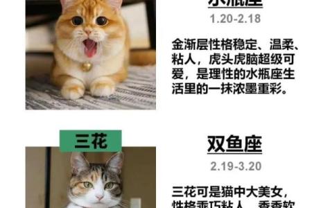 十二星座猫咪图欣赏：萌化你的心！